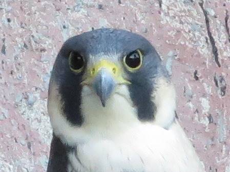 ハヤブサのハヤミです 動物トピックス 野毛山動物園公式サイト 公益財団法人 横浜市緑の協会