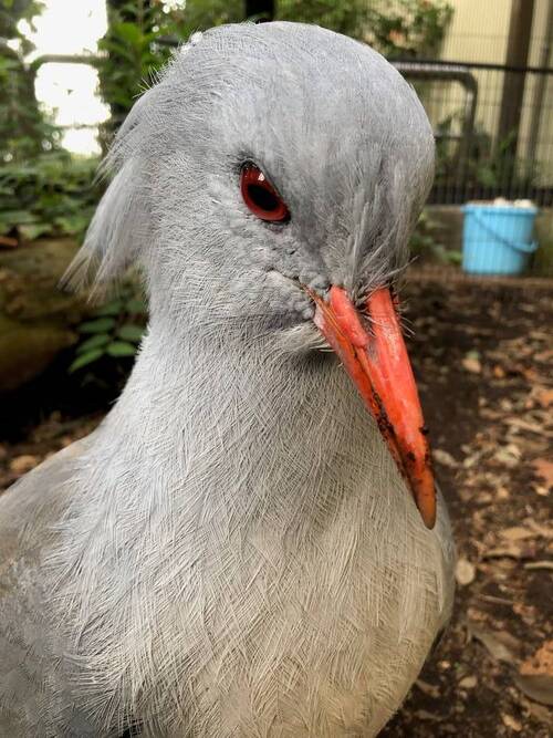kagu.jpg