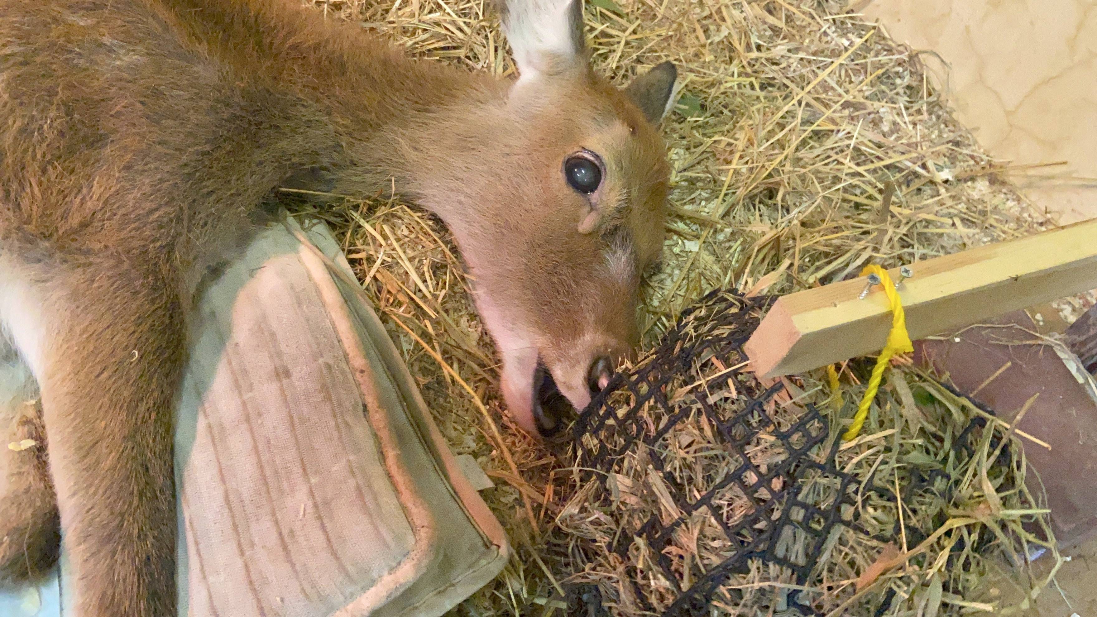 ミキちゃんの食とシカの食 動物トピックス 野毛山動物園公式サイト 公益財団法人 横浜市緑の協会
