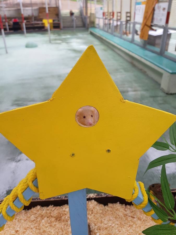 tanabata4.jpg