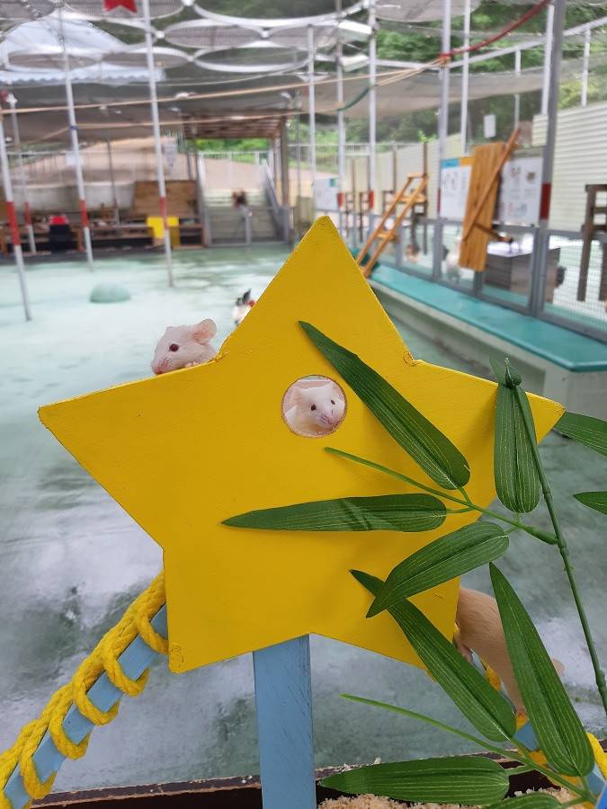tanabata9.jpg