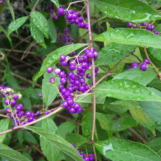 ムラサキシキブ