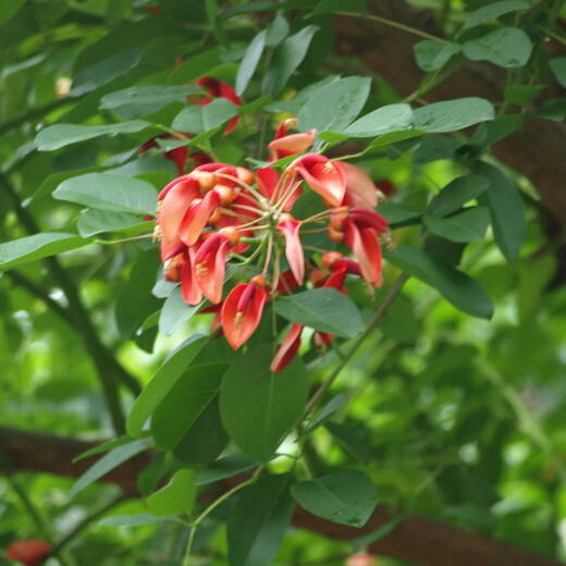 アメリカデイゴ