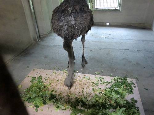 グミ お食事.jpg