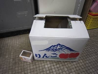 トビスズメ1.jpg