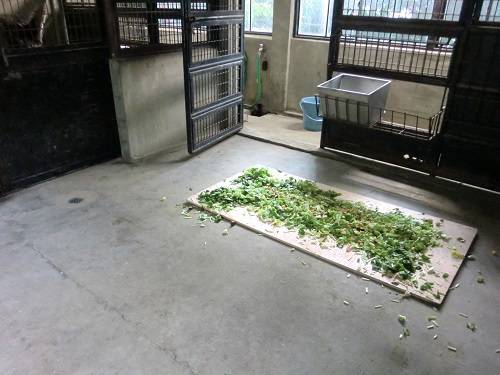 ベニヤ 餌乗せる.jpg