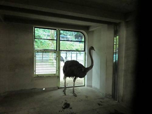 グミ 来る.jpg
