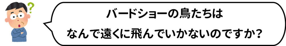 質問5バードショーの鳥.jpg