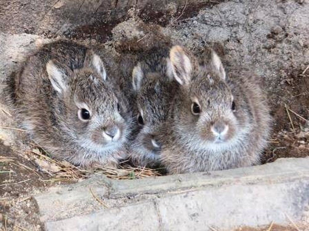 東北野兎セリ通信 6/6|飼育日誌｜ブログ|よこはま動物園