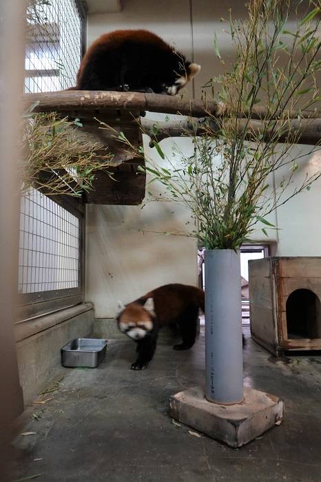 13 同じ部屋にいることもあります.jpg