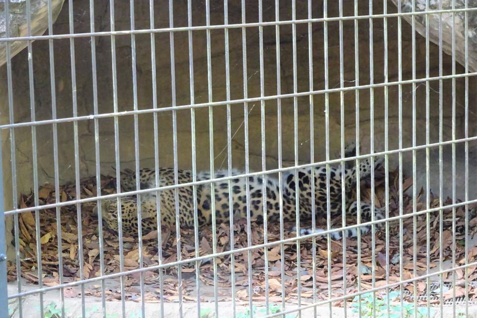 13 別の日には仰向けでぐっすり.jpg