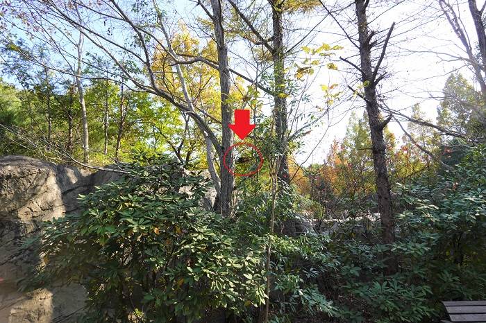 6 ここです!ここにいます.jpg