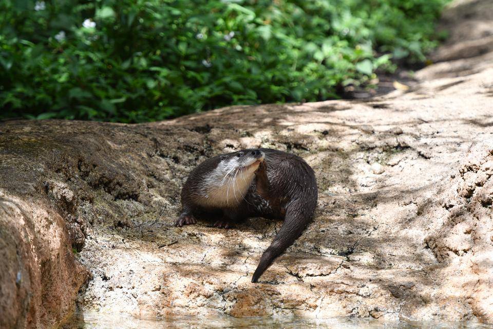 くねことシルバーOtter's⑫.jpg