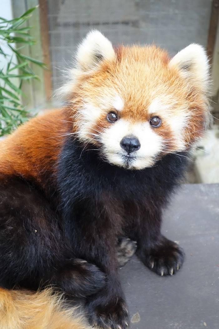 これからよろしくね 飼育日誌 よこはま動物園ズーラシア公式サイト 公益財団法人 横浜市緑の協会 これからよろしくね 飼育日誌 よこはま動物園ズーラシア公式サイト 公益財団法人 横浜市緑の協会