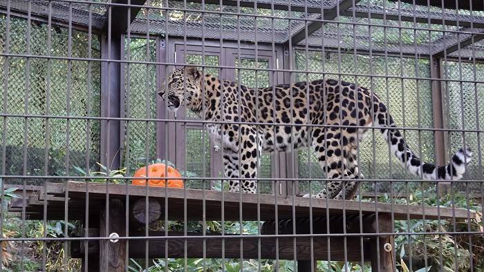 9 やっとカボチャの所へ.jpg