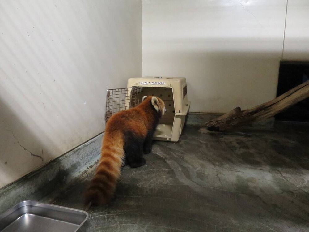 ララ16歳！！(^・ω・^)|飼育日誌｜ブログ|よこはま動物園