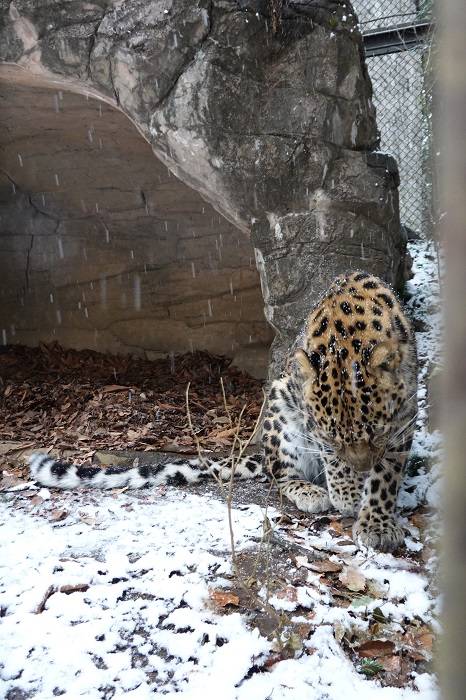 15 だって雪に触っちゃうから.jpg