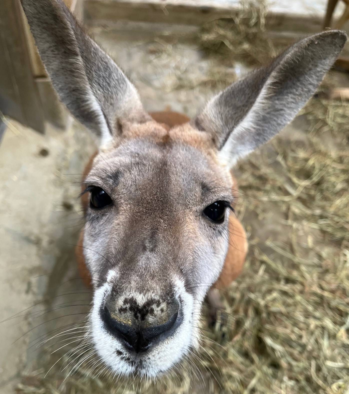 コハク１ 編集.jpeg