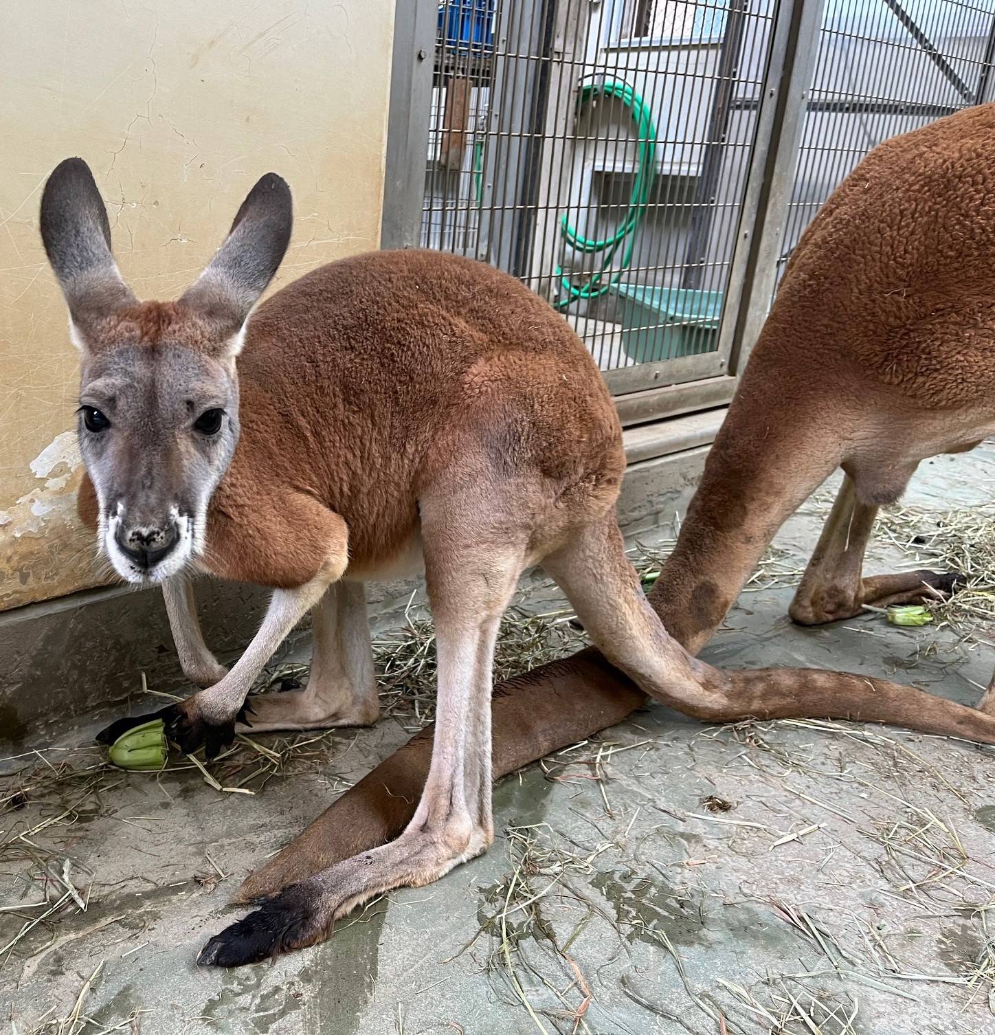 コハク２ 編集.jpeg