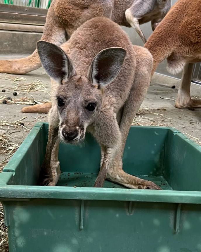 ロイズ 編集.jpg