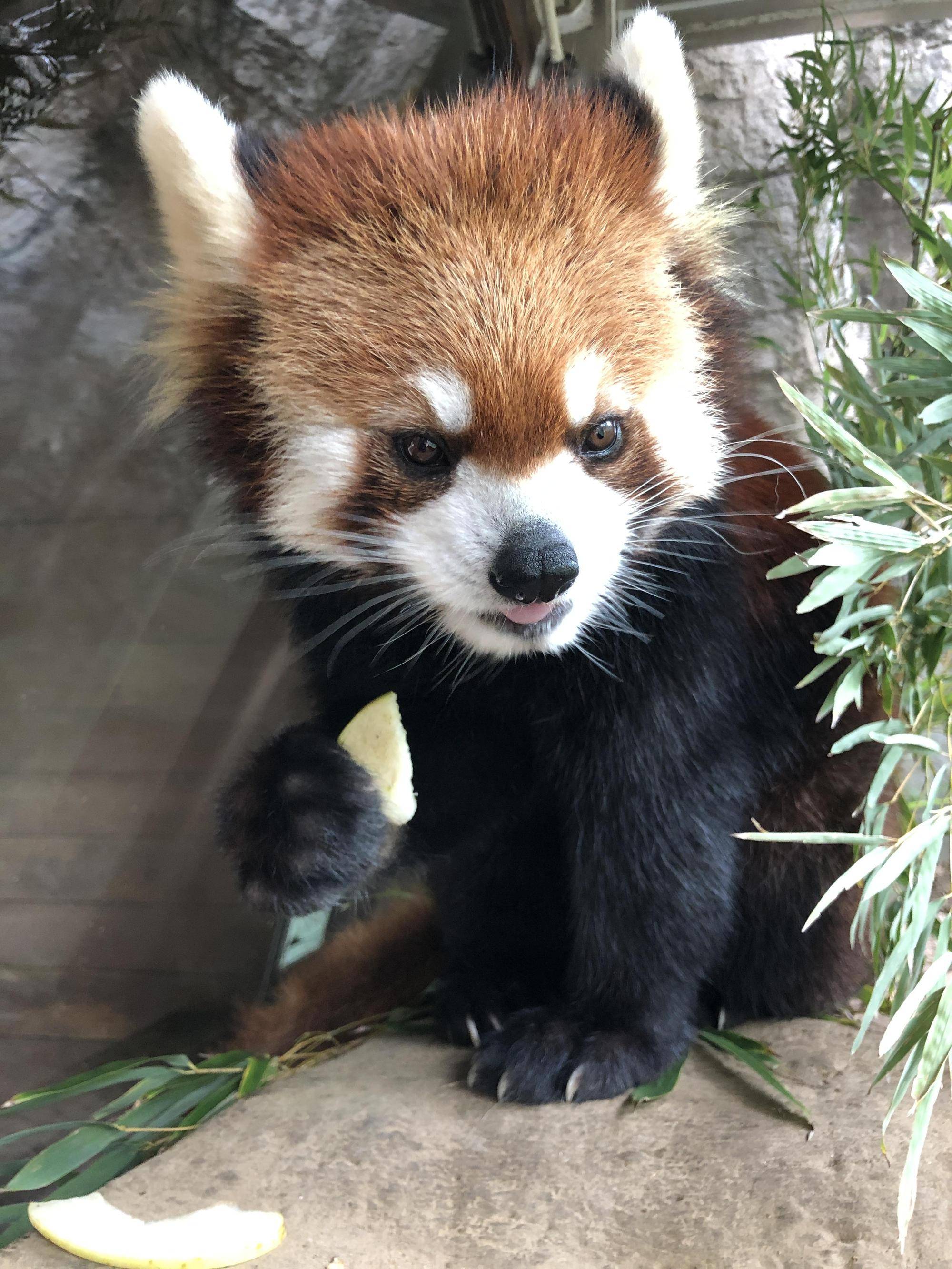 9月の第3土曜日は 国際レッサーパンダデー 飼育日誌 よこはま動物園ズーラシア公式サイト 公益財団法人 横浜市緑の協会 9月の第3土曜日は 国際レッサーパンダデー 飼育日誌 よこはま動物園ズーラシア公式サイト 公益財団法人 横浜市緑の協会