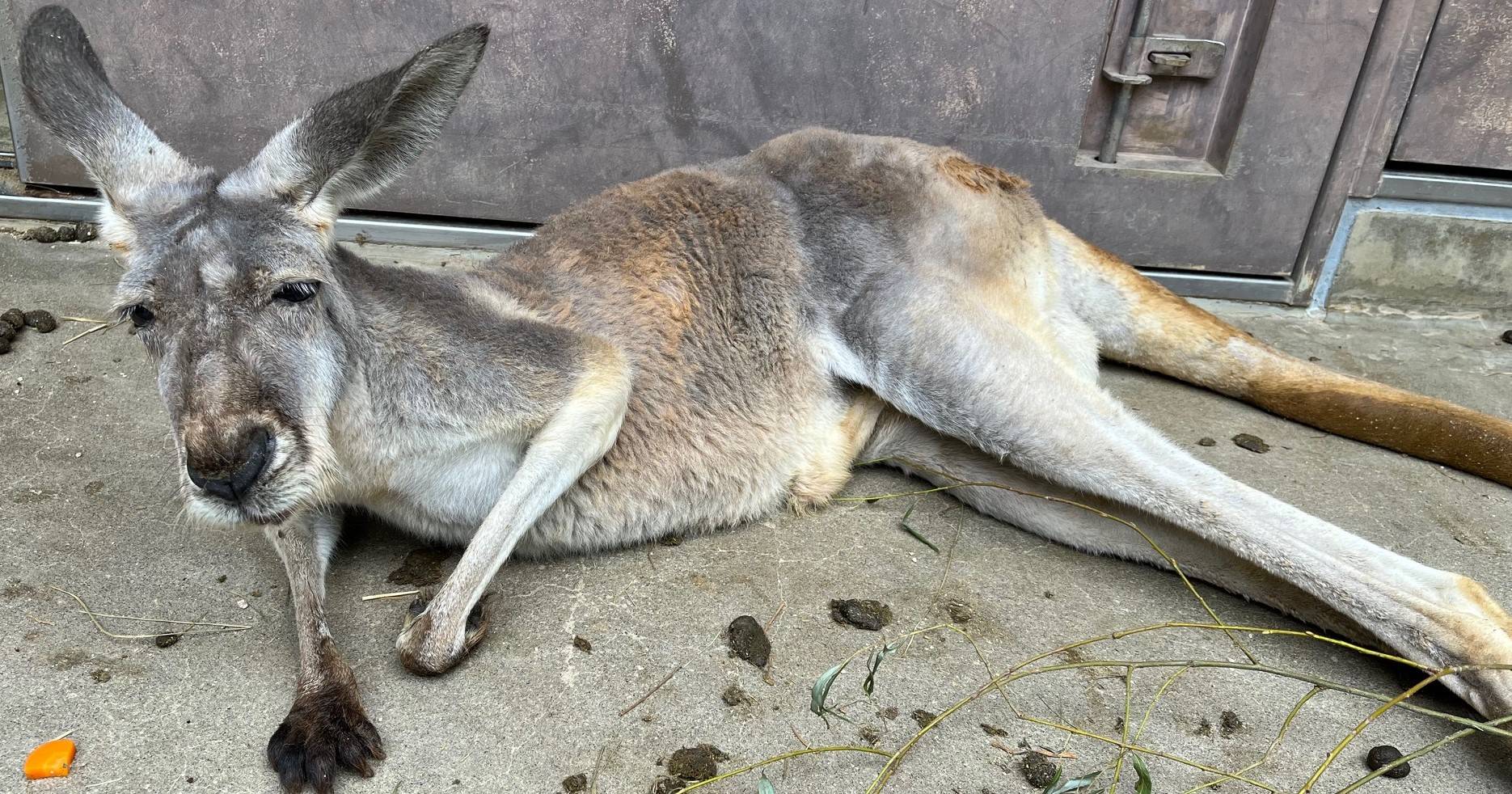 アカカンガルー個体紹介 メス 前編 飼育日誌 よこはま動物園ズーラシア公式サイト 公益財団法人 横浜市緑の協会