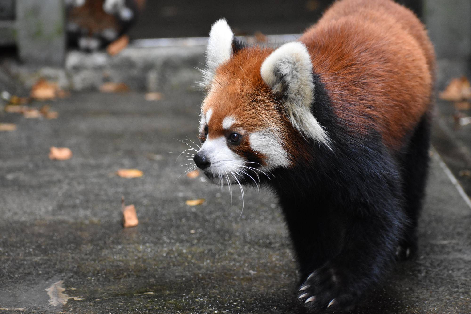 レッサーパンダすくすく成長日記 いざ シュート練習 飼育日誌 よこはま動物園ズーラシア公式サイト 公益財団法人 横浜市緑の協会