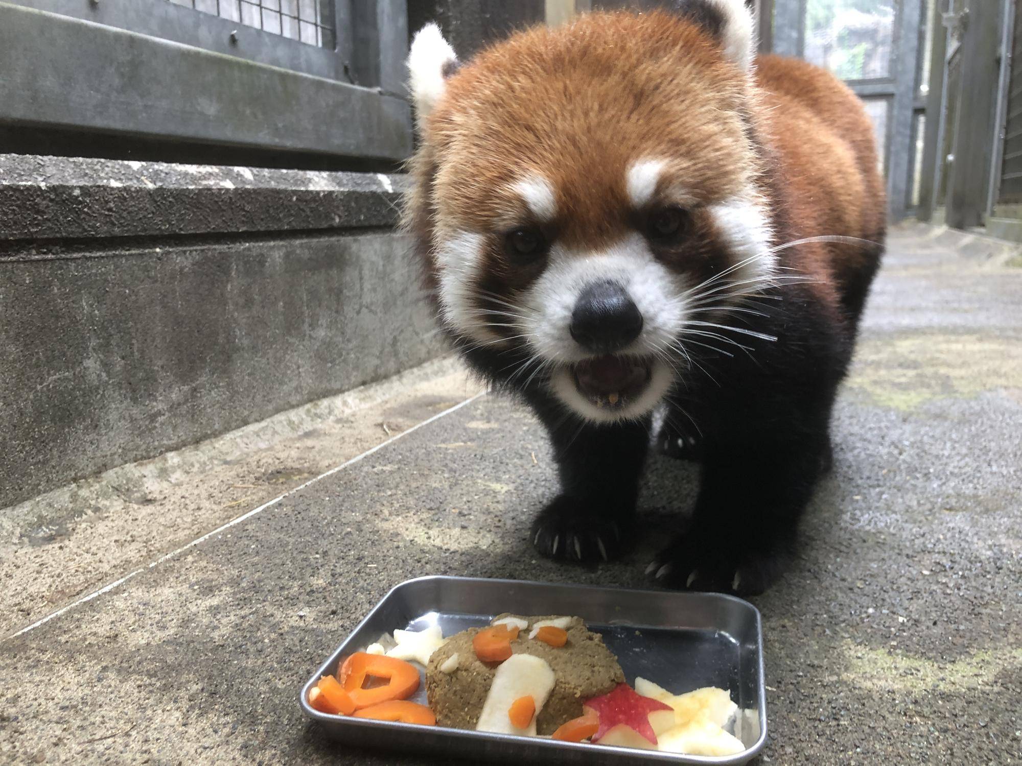 たべるのが早いキク.jpg