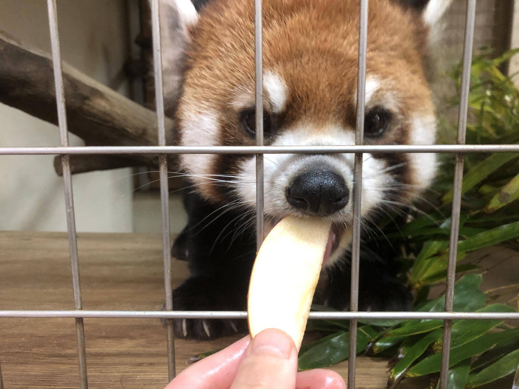 リンゴたべるまめ15.jpg