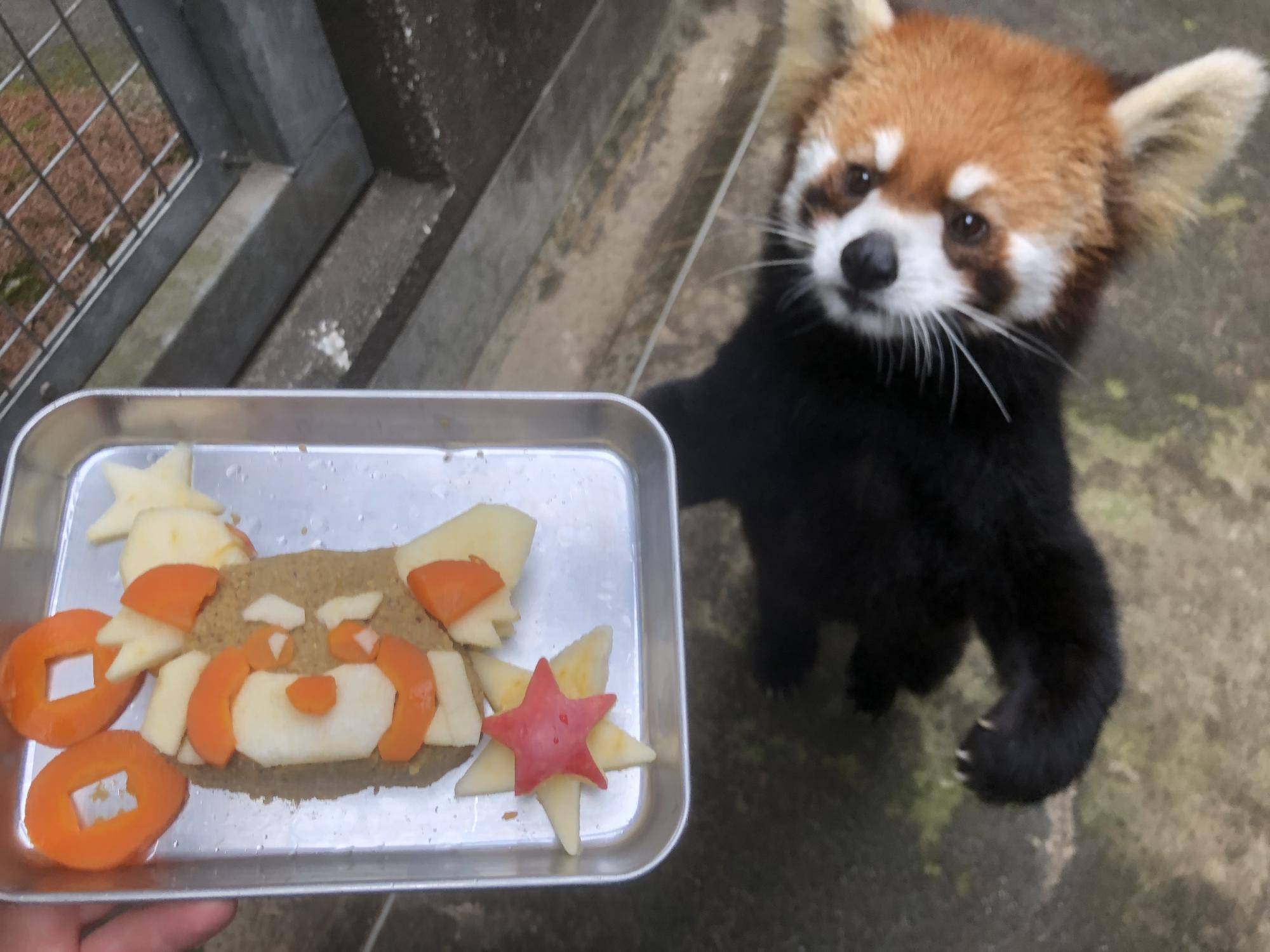 キクにみせる2.jpg