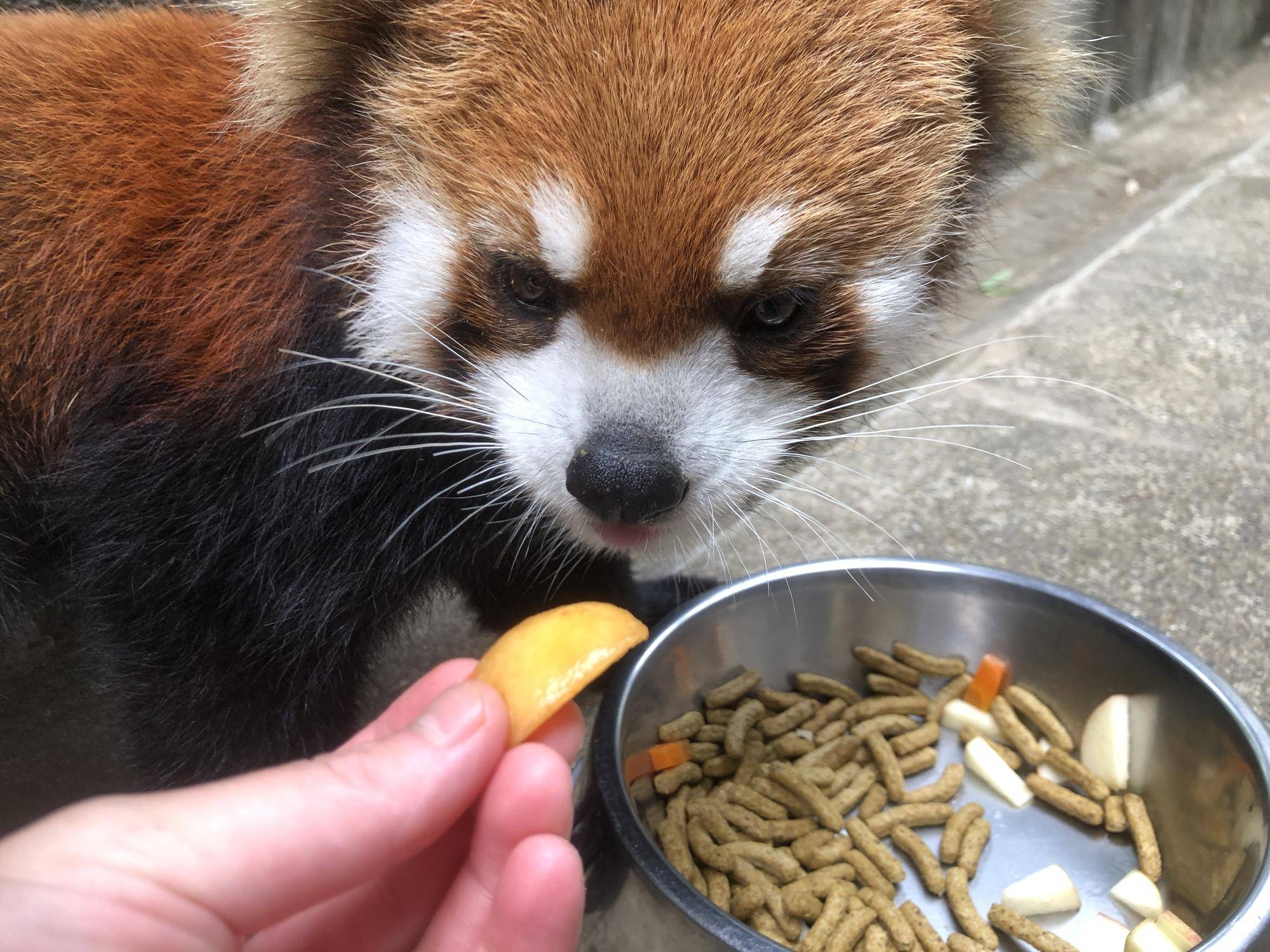 ビワをキクにすすめる4.jpg