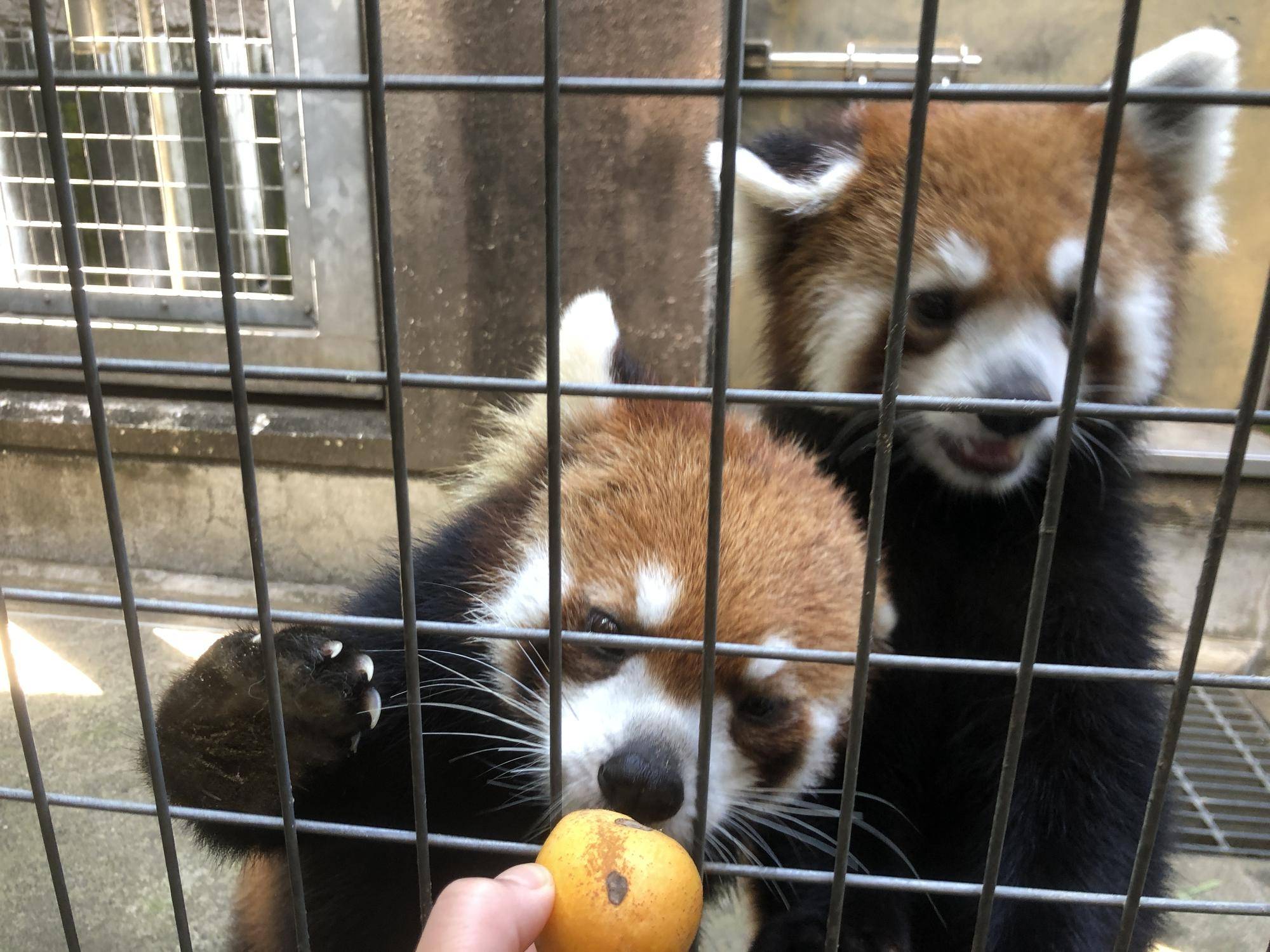 ビワがきになるキクとキントキ2.jpg
