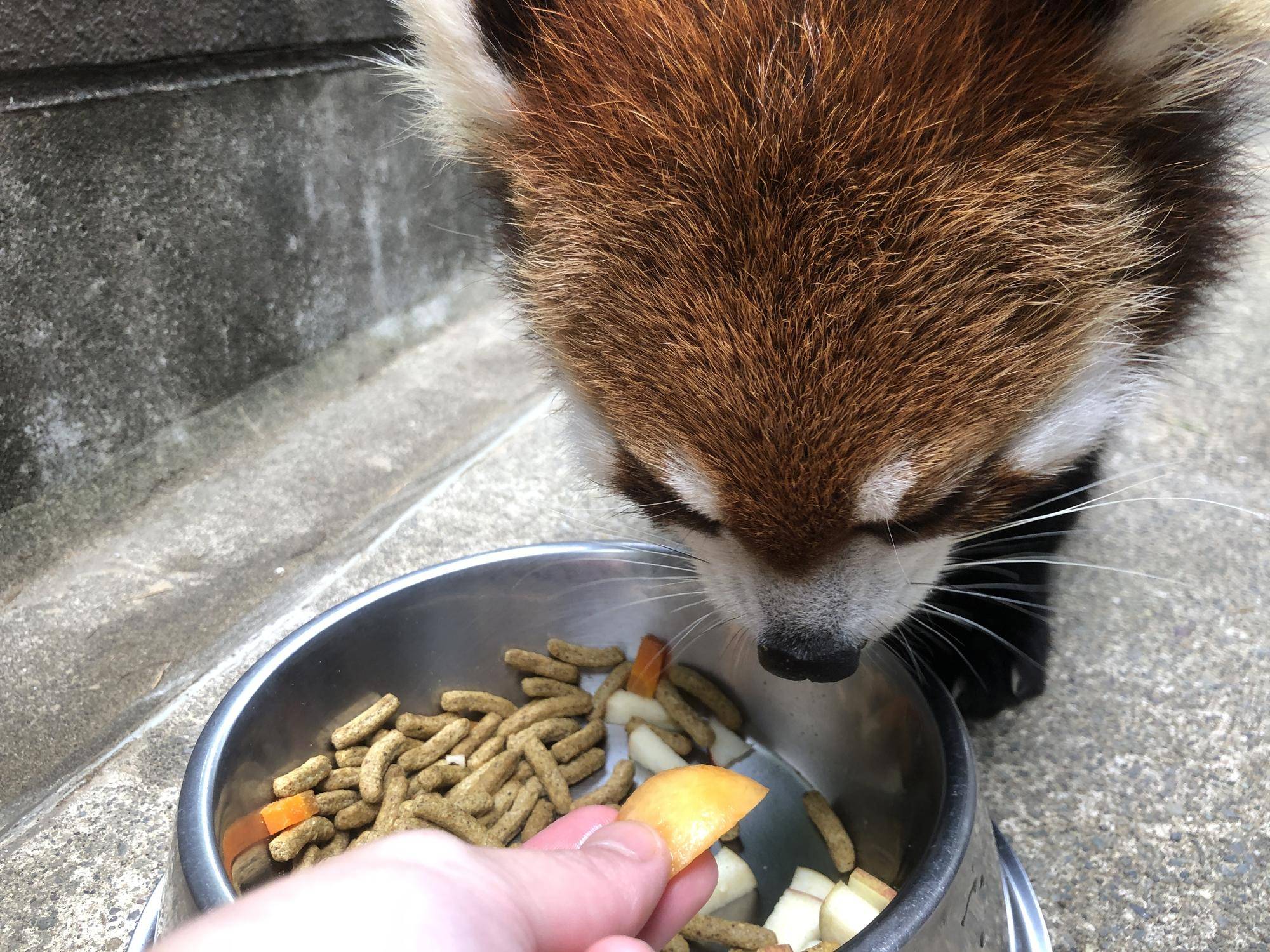 ビワをキクにすすめる6.jpg