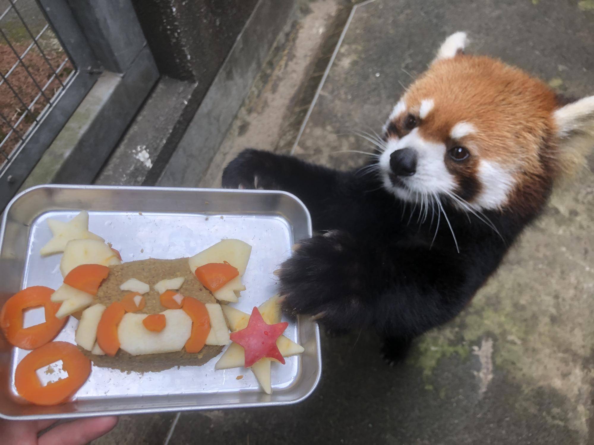 キクにみせる3.jpg