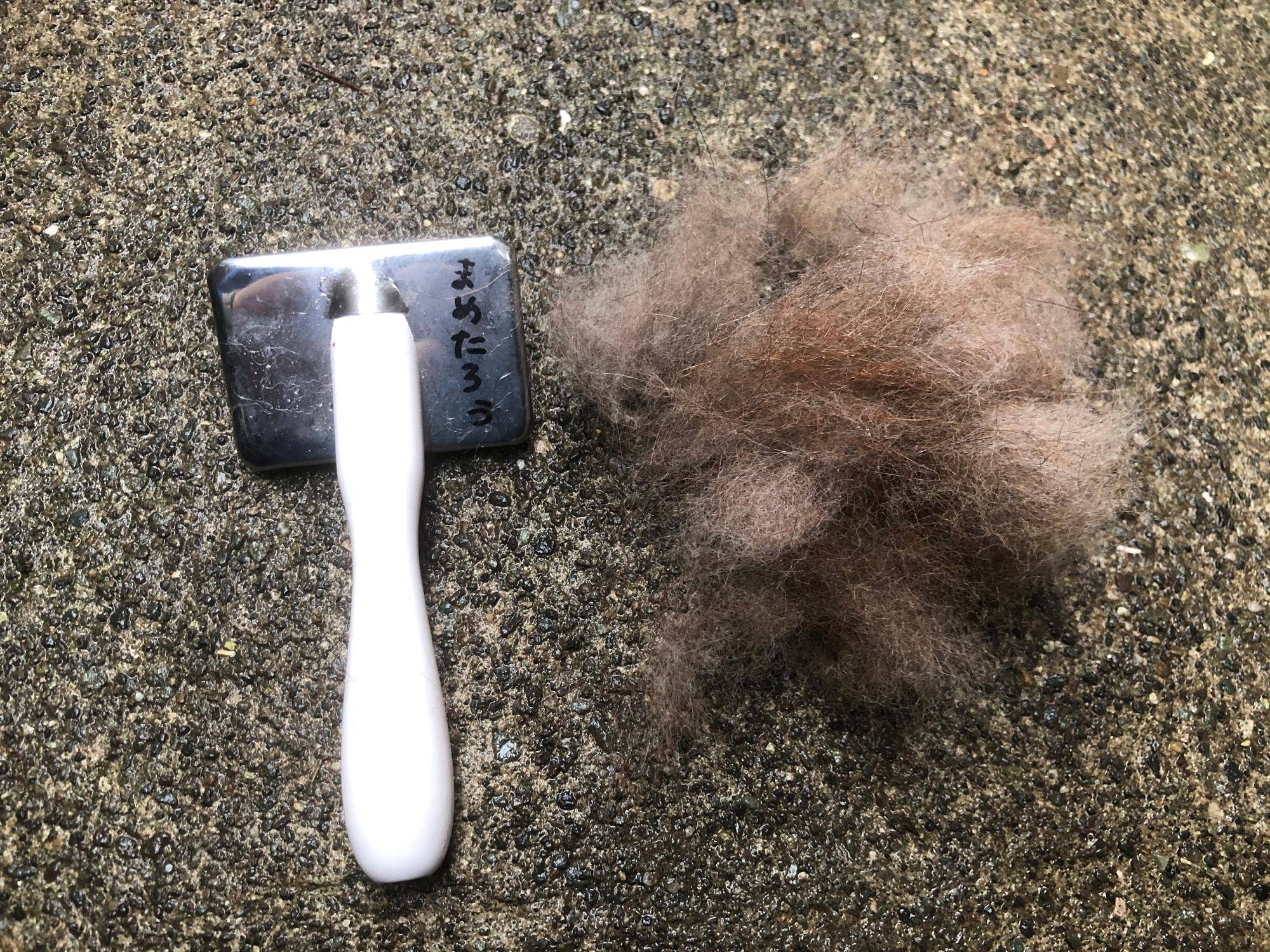 ブラシと抜けた毛.jpg