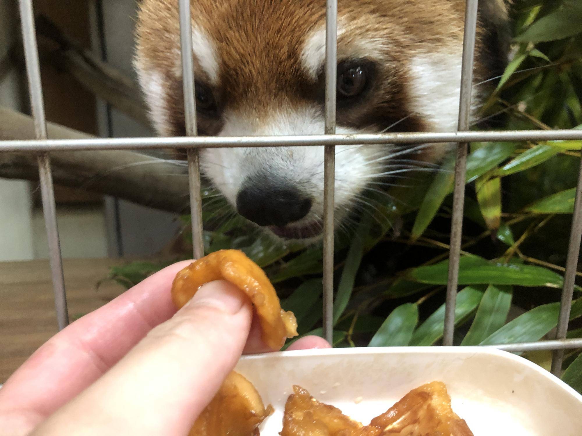 まめたろうにすすめる9.jpg
