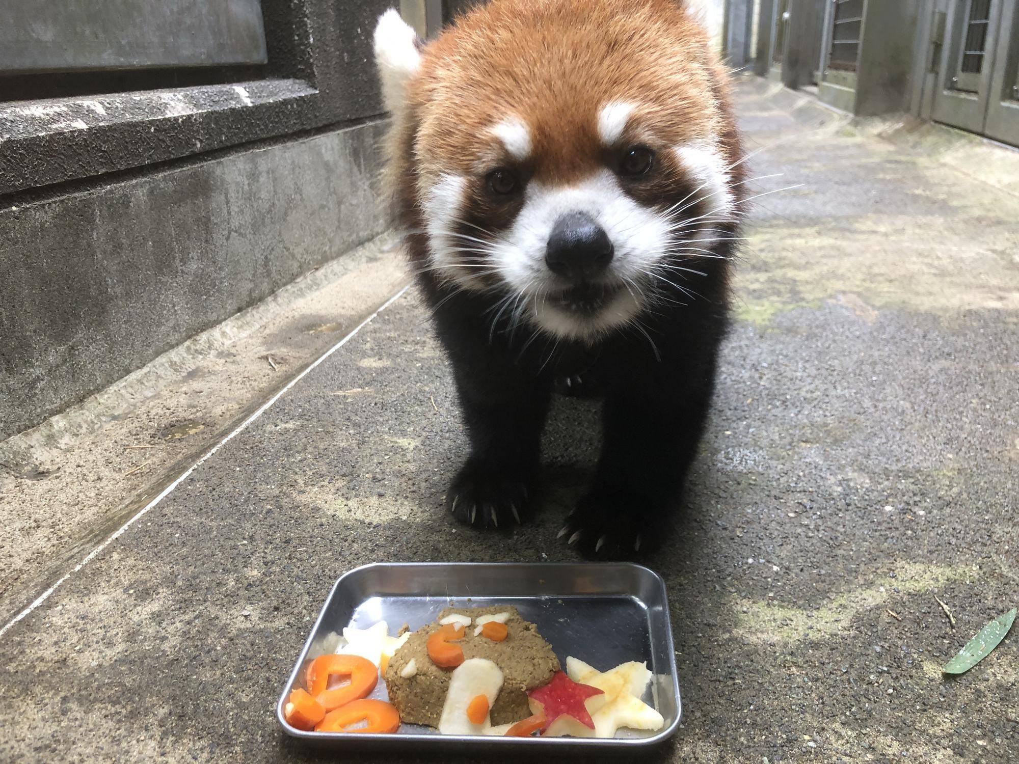 顔ケーキは崩壊しているが、かわいいキク.jpg