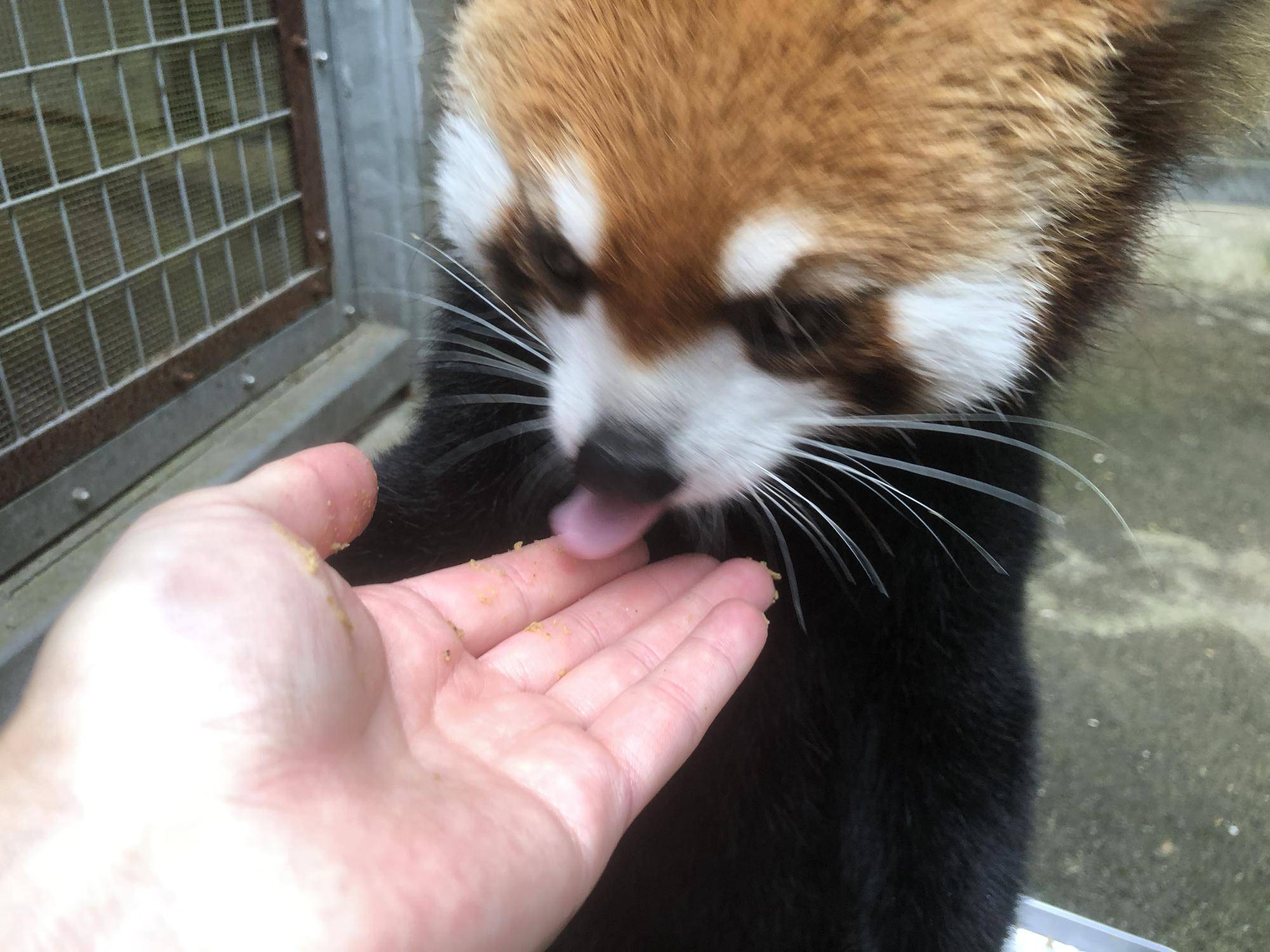 食べかすを丸めたものをなめとるキク.jpg
