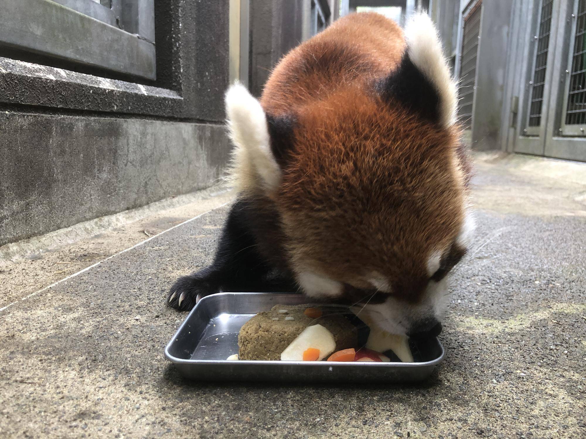 物凄い勢いで食べるキク.jpg