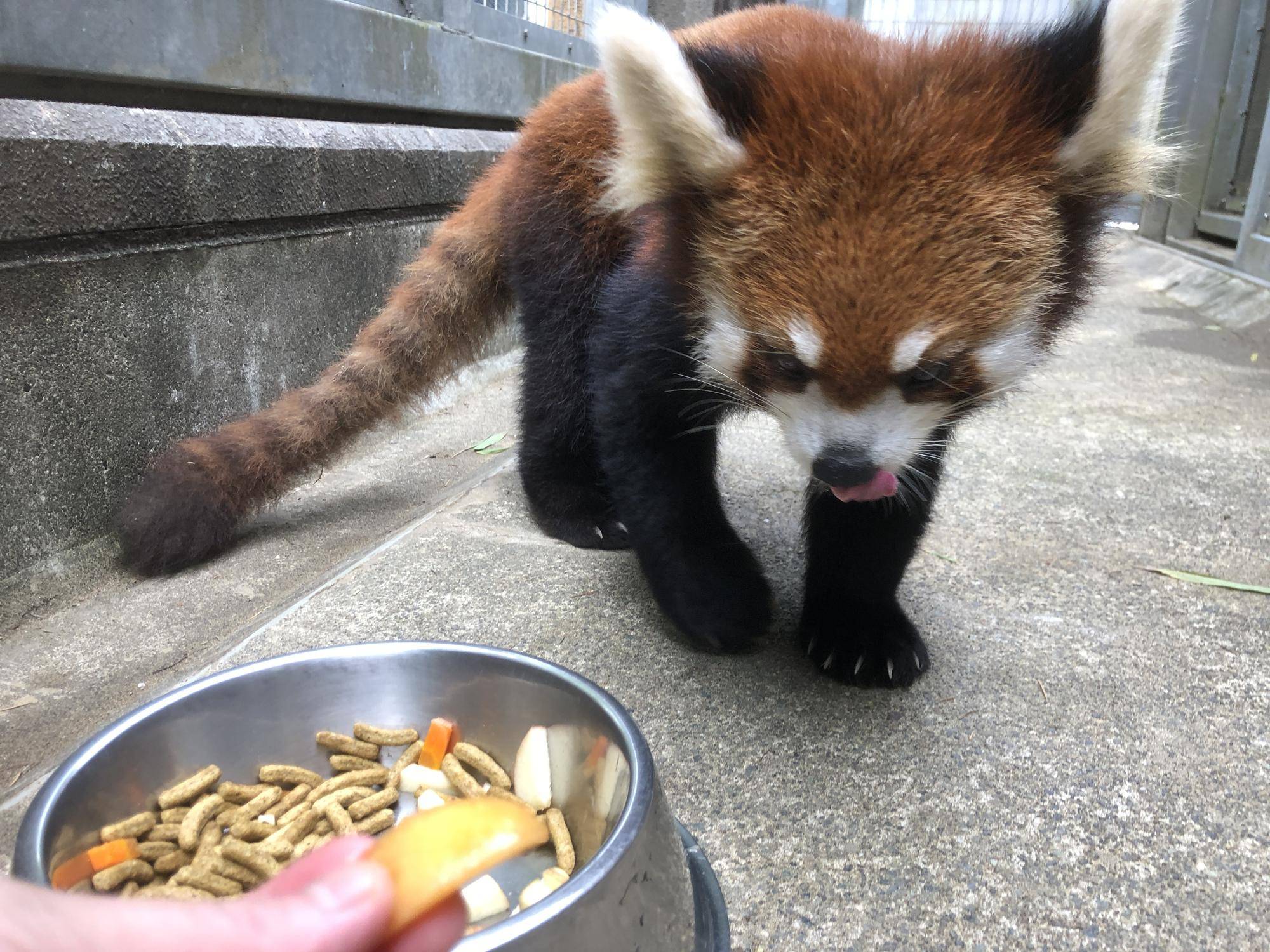 ビワをキクにすすめる5.jpg
