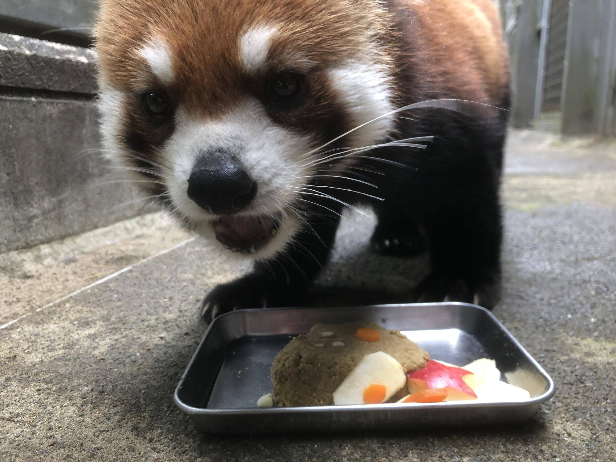 たべるのが早いキク2.jpg