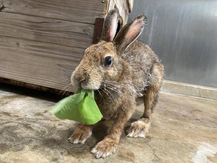 雑草ハンター降臨～前編～1