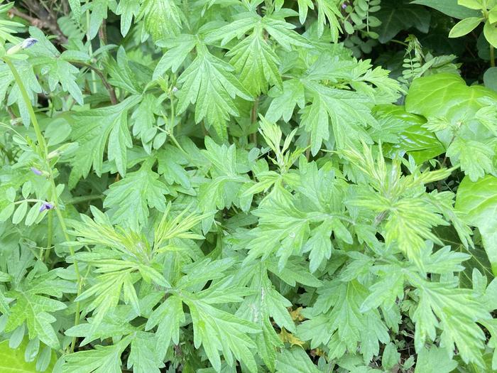 雑草ハンター降臨～前編～10