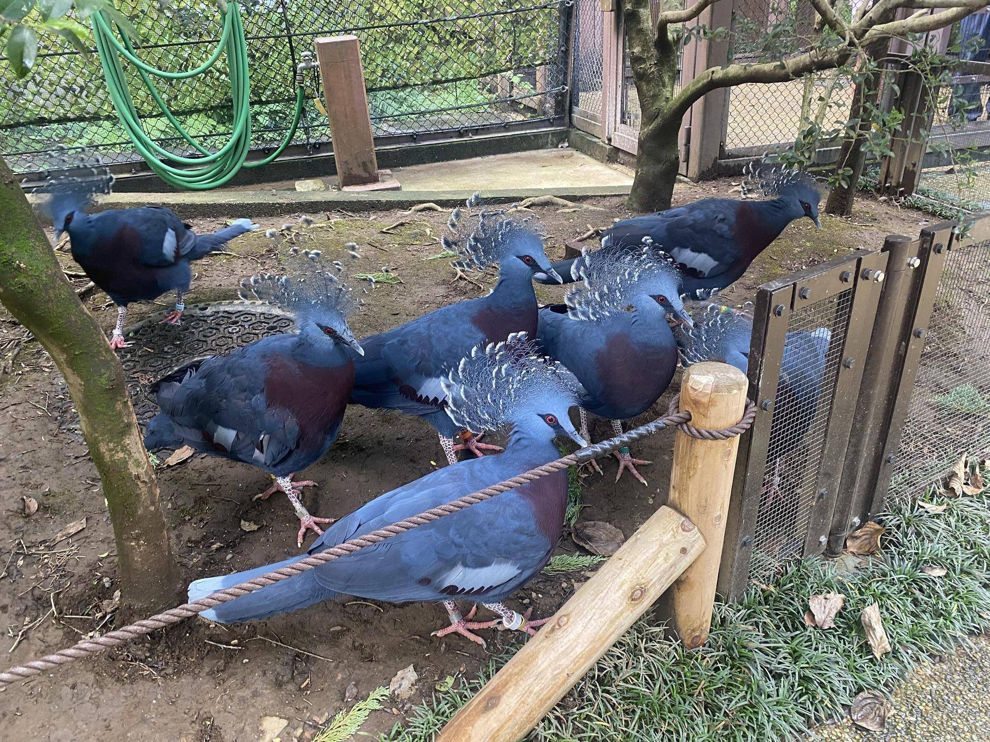 小さな群れで過ごすオウギバト