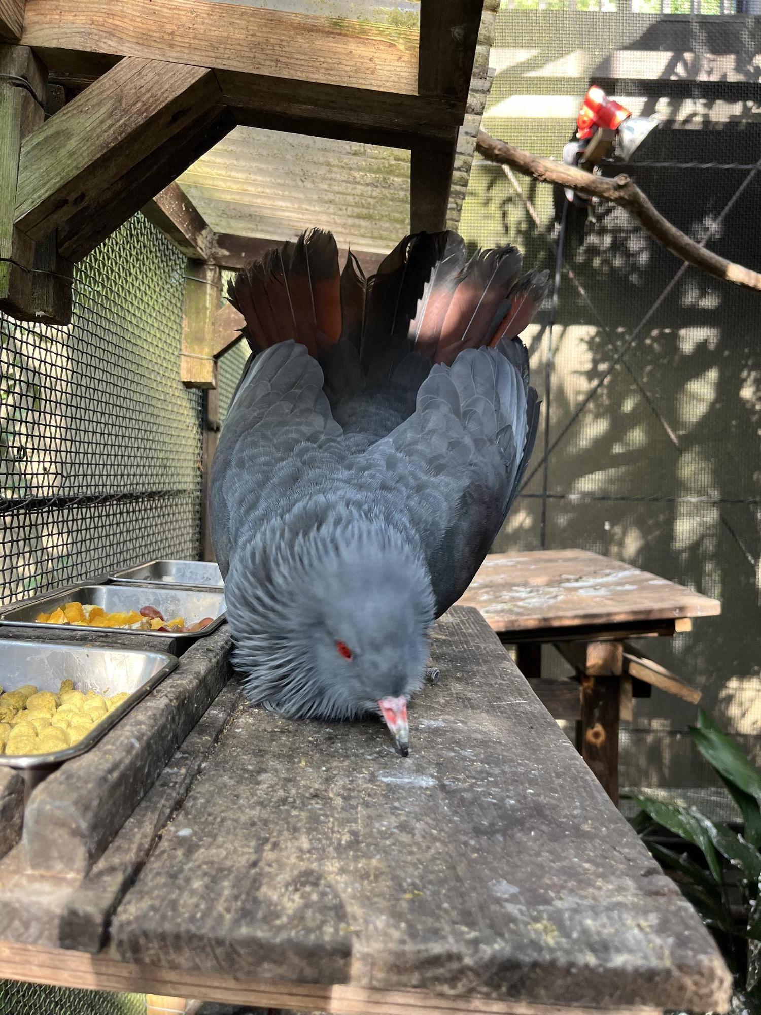 ディスプレイをするオオミカドバト