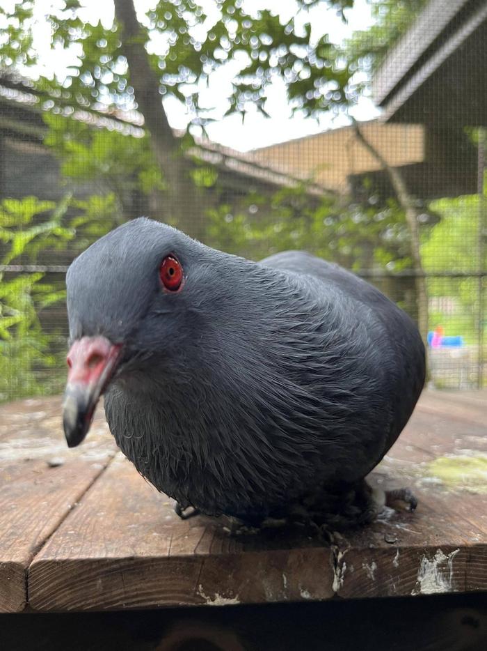 オオミカドバトの写真