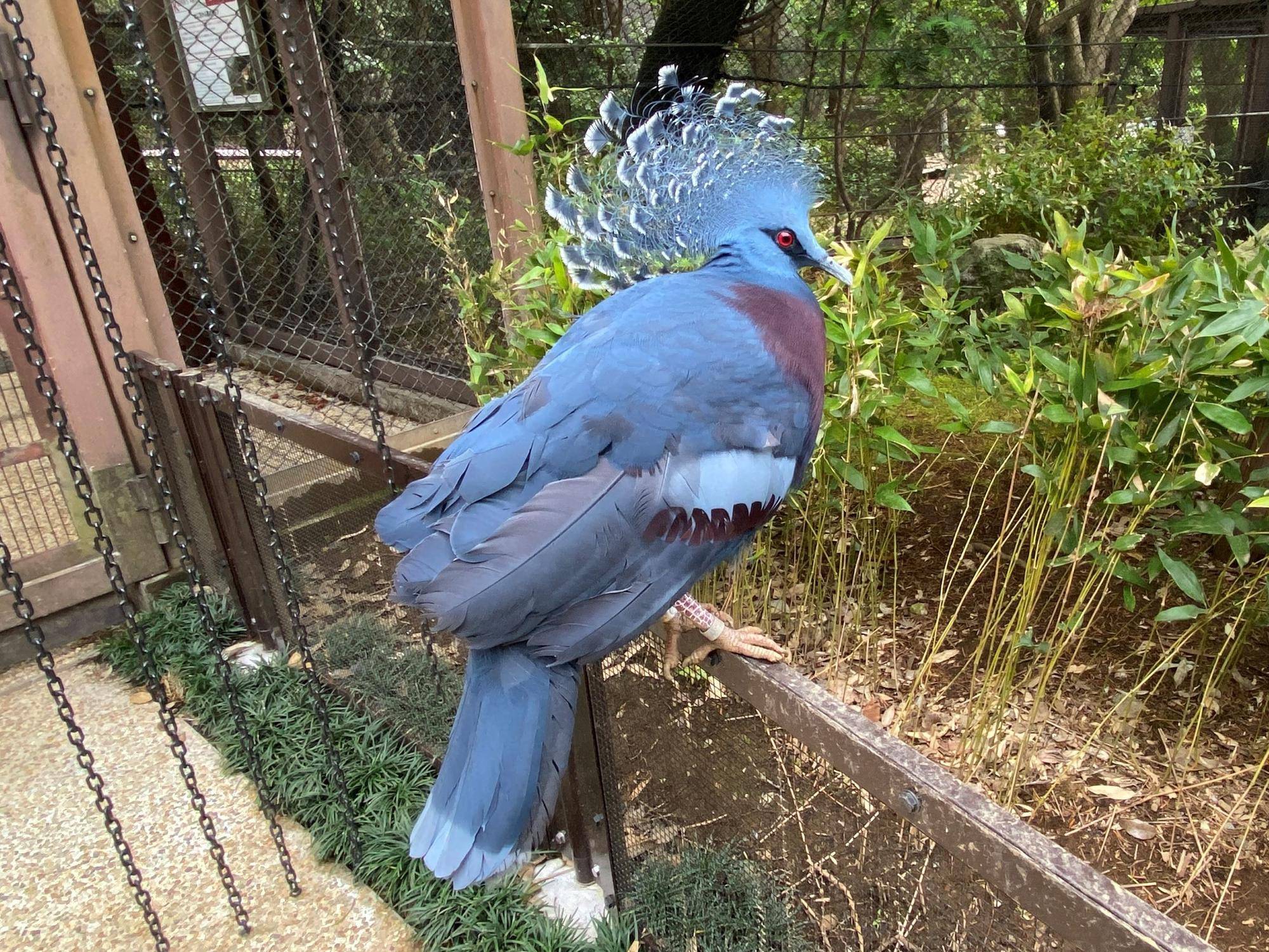 8月10日はハトの日|飼育日誌｜ブログ|よこはま動物園ズーラシア