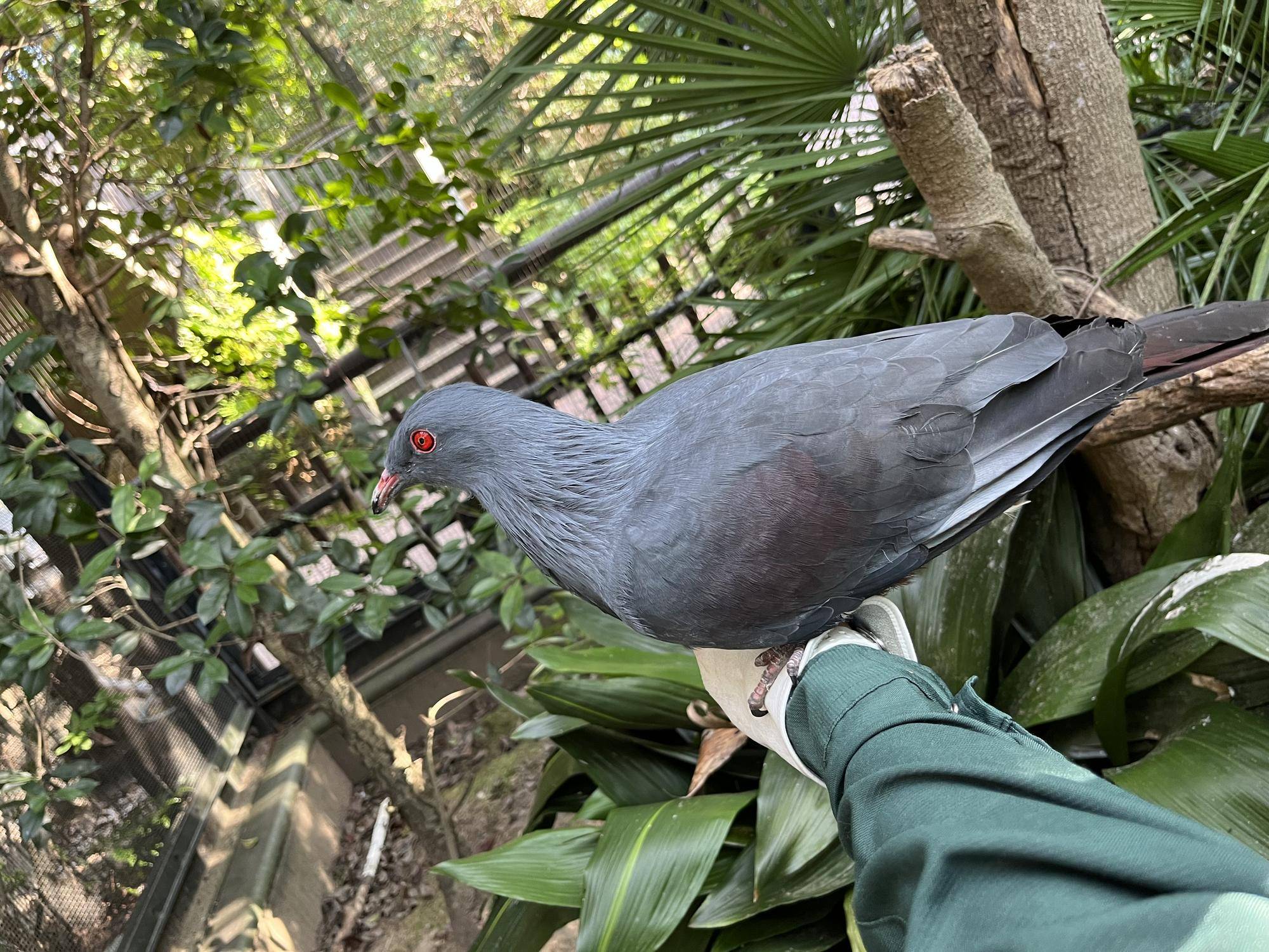 手乗りオオミカドバト