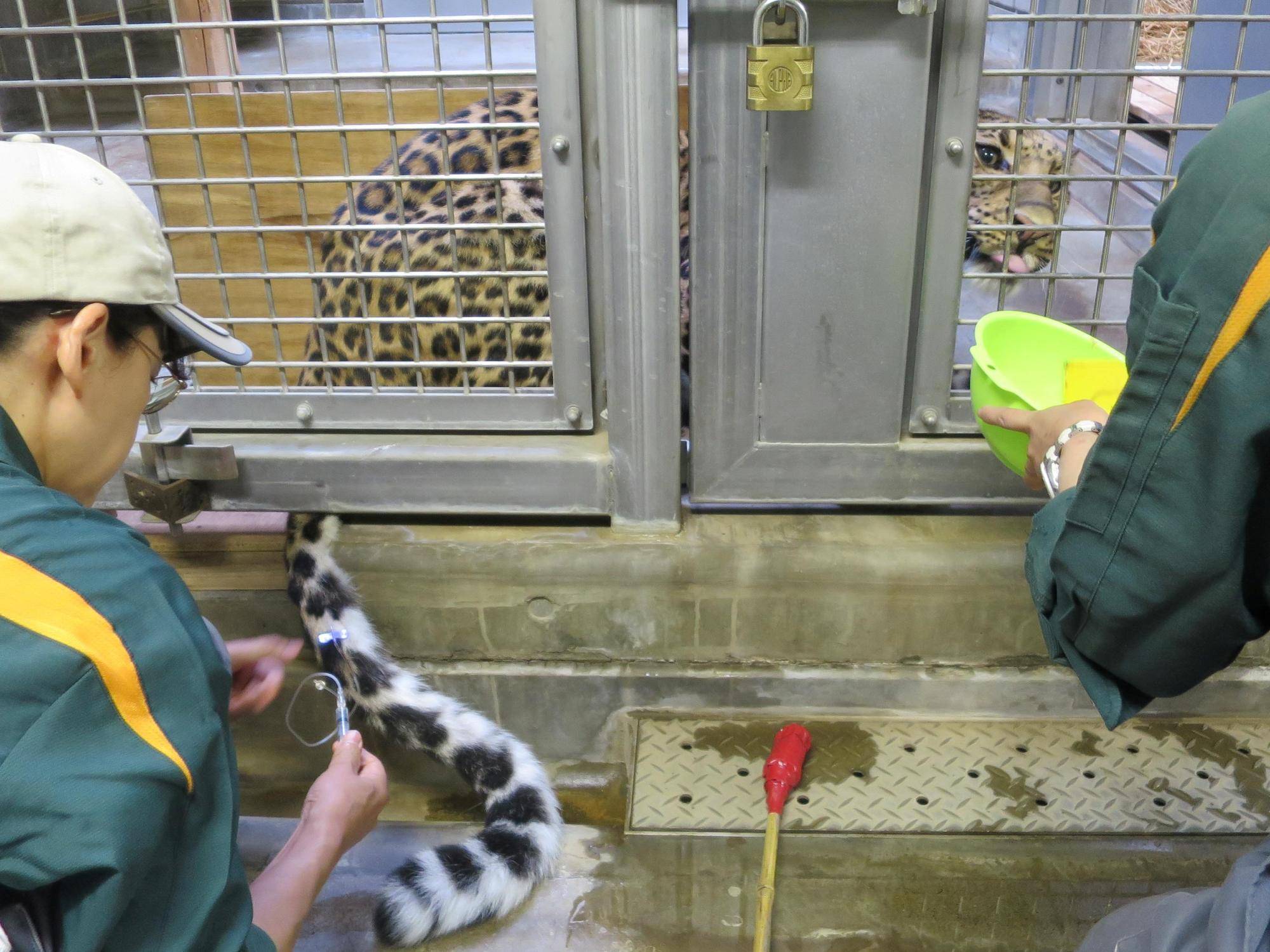 ヒョウ採血.jpg