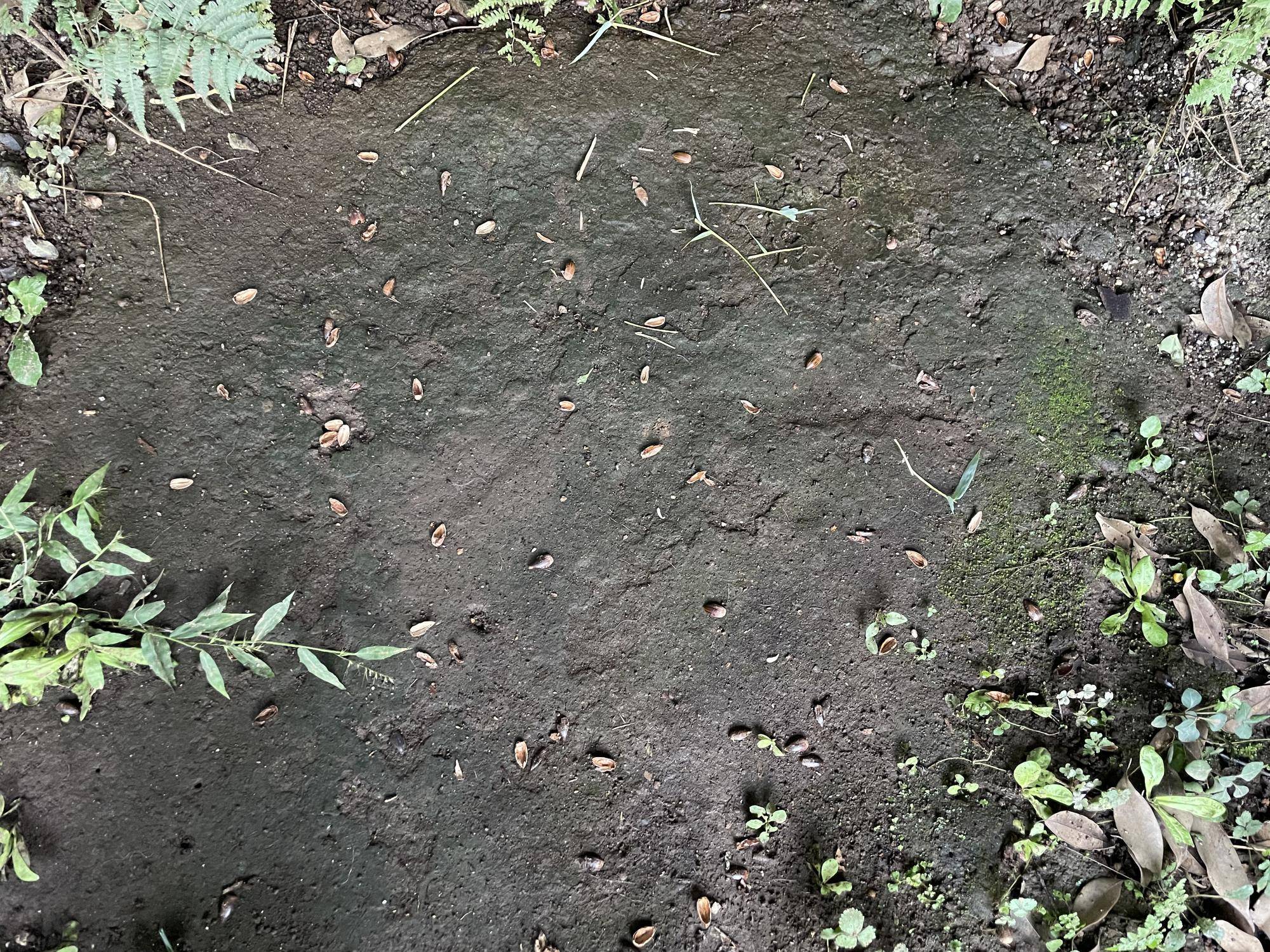 ドングリの殻たくさん.jpg
